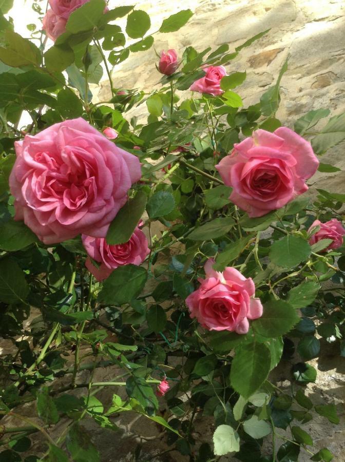 Fiesole In Giardino B&B エクステリア 写真